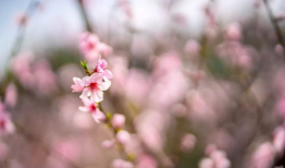 桃花视频,桃花视频带你领略浪漫时光